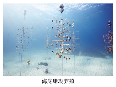 科学之美 自然杂志2017年度科学美图赏析