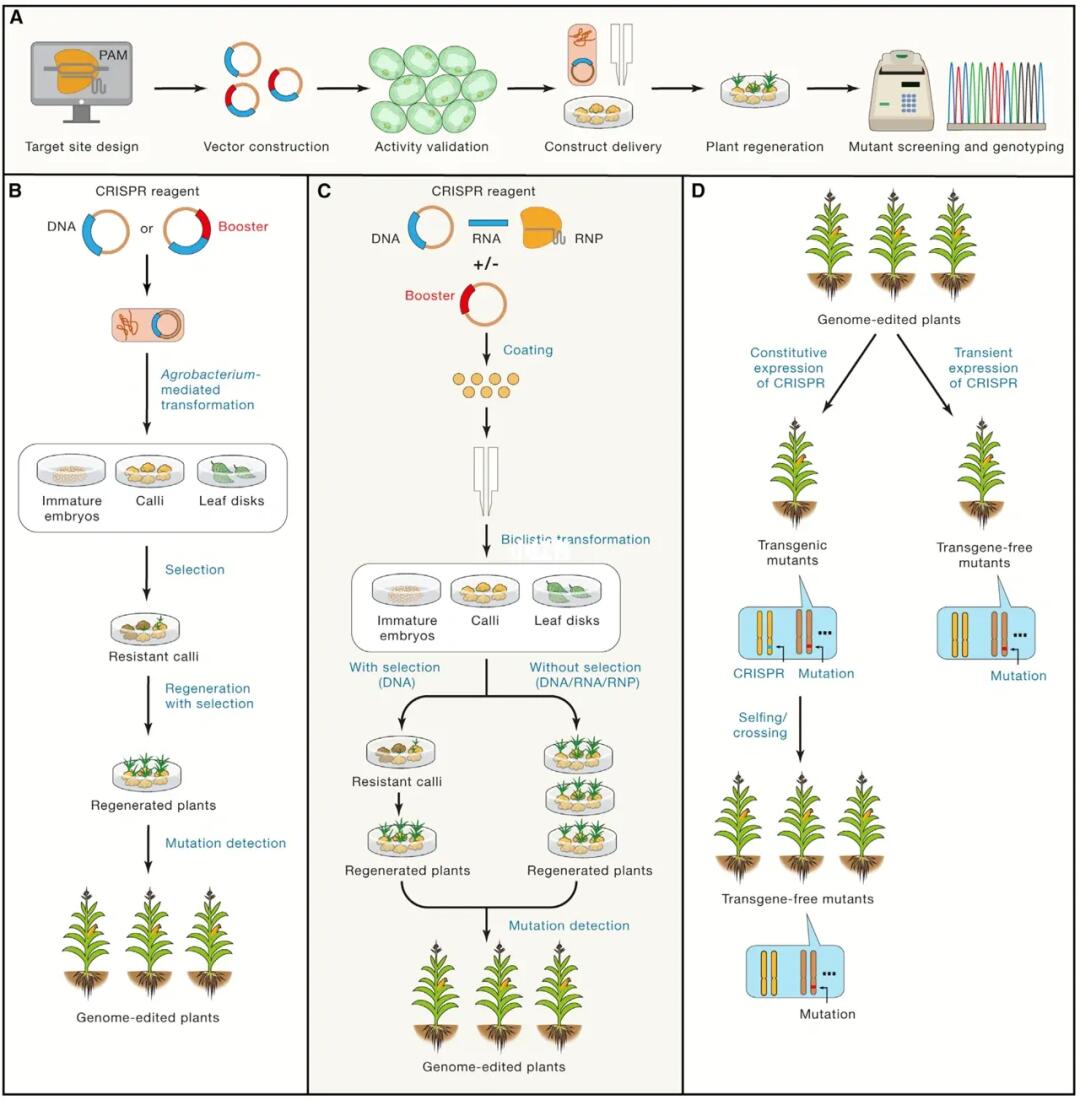 综述 美图学习在科研绘图与科研美图中的应用与价值