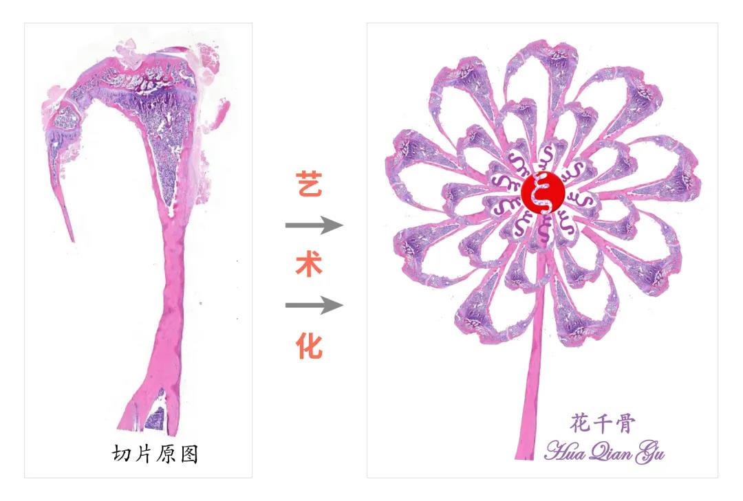 微观之美 | 索莱宝病理杯创意作品赏析第二弹 科研美图